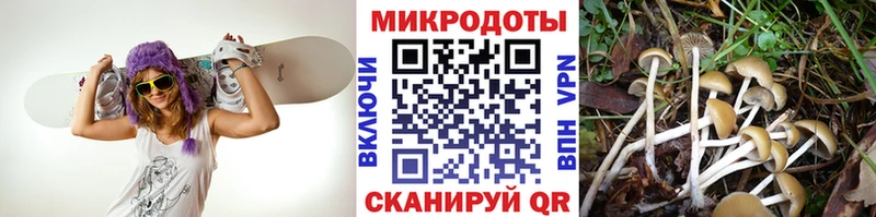 Псилоцибиновые грибы Cubensis  цена   Междуреченск 